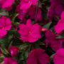 New Guinea Impatiens – Super Sonic Lilac – 12″ Hanging Basket